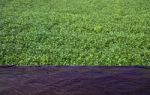 Wood Floor With Green Tea Garden Stock Photo