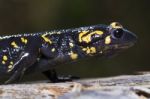 Fire Salamander Stock Photo