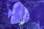 Colorful Fish In The Sea Background The Coral , Thailand Stock Photo