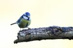 Blue Tit Stock Photo