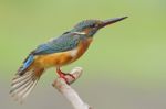 Female Common Kingfisher Stock Photo