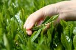 Fresh Tea Leaves Picking Hand Over Tea Bushes Stock Photo