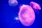 Moon Jellyfish Stock Photo