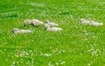 Young Swan Stock Photo