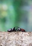 Rhinoceros Beetle Stock Photo