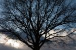 Silhouette Of Tree On Winter Sunset Sky Stock Photo