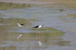 Black-winged Stilt, Common Stilt, Or Pied Stilt (himantopus Hima Stock Photo