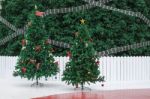 Two Christmas Trees Stock Photo