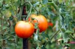 Garden Tomatoes Stock Photo