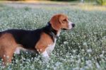 Beagle Dog  In The Wiild Flower Field Stock Photo