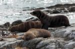 New Zealand Fur Seal (arctocephalus Forsteri) Stock Photo