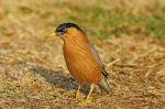 Brahminy Starling Stock Photo