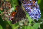 European Peacock Butterfly (inachis Io) Feeding On Buddleia Blos Stock Photo