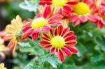 Red Chrysanthemum Flowers In Garden Stock Photo