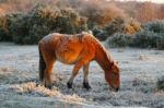 Frosty Pony Stock Photo