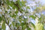 The Blooming Of Apple Trees Stock Photo