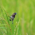 Whte-rumped Munia Stock Photo