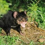 Tasmanian Devil In Hobart, Tasmania Stock Photo