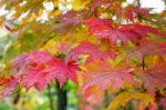 Maple In Autumn In Korea Stock Photo