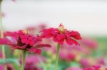 Red Flowers In Garden Stock Photo