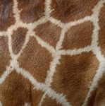 Giraffe Skin Stock Photo