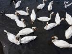 A Group Of Swans Stock Photo