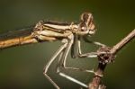 Damselfly Insect Stock Photo