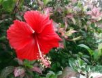 Hibiscus Flower Stock Photo