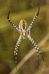 Orb-weaving Spider (argiope Bruennichi) Stock Photo