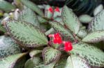 Flowering Episcia Reptans Stock Photo