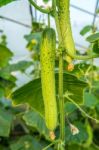 Cucumbers In The Garden Stock Photo