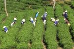 Dalat, Vietnam, July 30, 2016: A Group Of Farmers Picking Tea On A Summer Afternoon In Cau Dat Tea Plantation, Da Lat, Vietnam Stock Photo