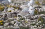 Young Seagulls Near The Cliffs Stock Photo