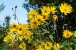 Group Of Yellow Daises In East Grinstead Stock Photo