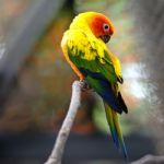 Sun Conure Stock Photo