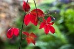 Virginia Creeper Stock Photo