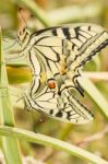 Swallowtails (papilio Machaon) Butterflies Mating Stock Photo