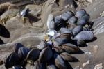 A Cluster Of Mussels Stock Photo