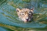 Orange Jaguar Swimming Stock Photo