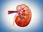 3d Digital Illustration Of  A Human Kidney Cross Section  Stock Photo