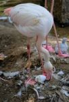 Fuengirola, Andalucia/spain - July 4 : Greater Flamingos (phoeni Stock Photo