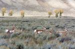 Pronghorn (antilocapra Americana) Stock Photo