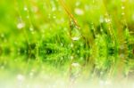 Fresh Moss And Water Drops In Green Nature Stock Photo