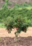 Fresh Lichi On Tree In Lichi Orchard Stock Photo