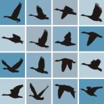 Wild Geese Pattern Stock Photo