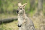 Wallaby Outside By Itself Stock Photo