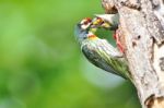 Coppersmith Barbet Bird Stock Photo