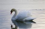 Beautiful Isolated Picture With The Swan Swimming In The Lake Stock Photo