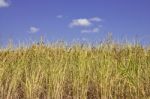 Rice Field In Thailand Stock Photo