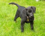 Black Labrador Puppy Stock Photo